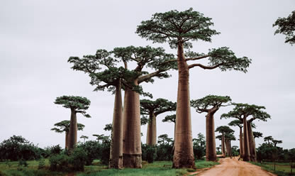 Tour a MADAGASCAR: SUR ESPECTACULAR 2026 en español | Viajes a USA y Canada