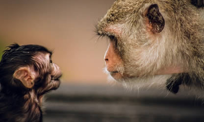 Tour a UGANDA Y RUANDA 2026 en español | Viajes a USA y Canada